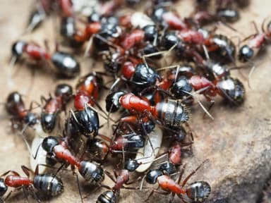 Camponotus ligniperda photo 77