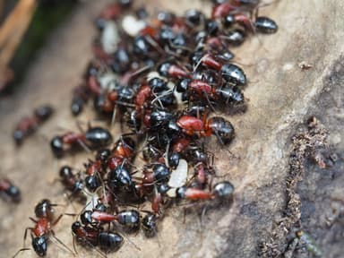 Camponotus ligniperda photo 78