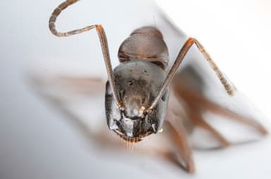 Camponotus ligniperda photo 79