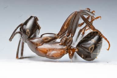 Camponotus ligniperda photo 80