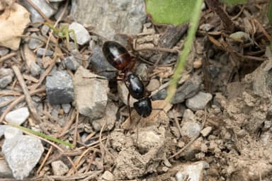 Camponotus ligniperda photo 81