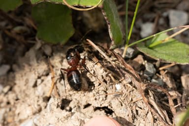 Camponotus ligniperda photo 82
