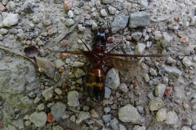 Camponotus ligniperda photo 83