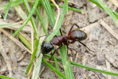 Camponotus ligniperda photo 84