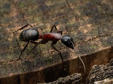 Camponotus ligniperda photo 85