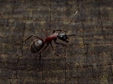 Camponotus ligniperda photo 86