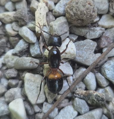 Camponotus ligniperda photo 87