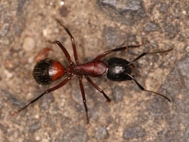 Camponotus ligniperda photo 88