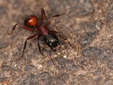 Camponotus ligniperda photo 89