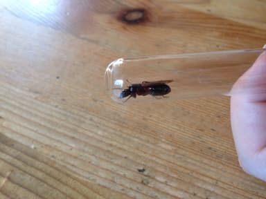 Camponotus ligniperda photo 90