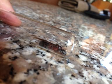 Camponotus ligniperda photo 91