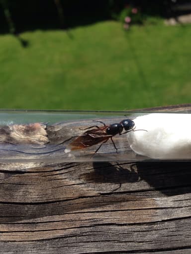 Camponotus ligniperda photo 92