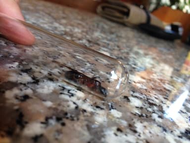 Camponotus ligniperda photo 93
