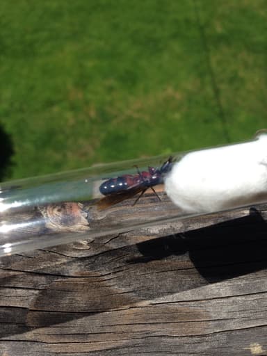 Camponotus ligniperda photo 94