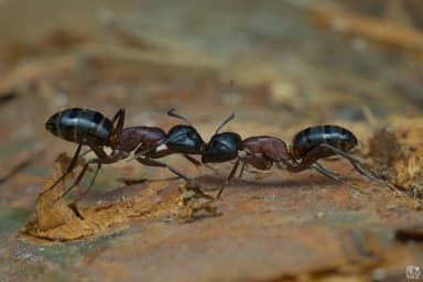 Camponotus ligniperda photo 95