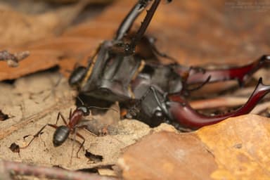 Camponotus ligniperda photo 96