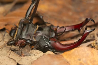 Camponotus ligniperda photo 97