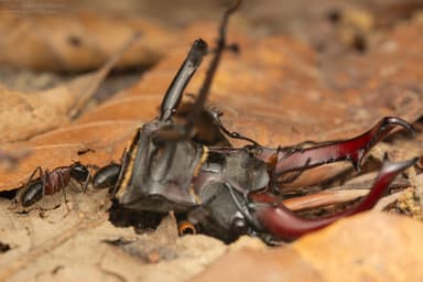 Camponotus ligniperda photo 98