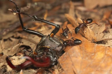 Camponotus ligniperda photo 99