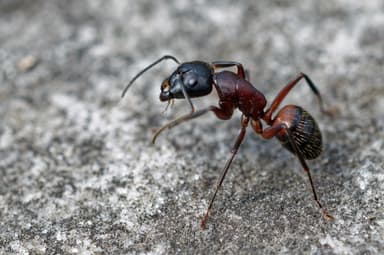 Camponotus ligniperda photo 100