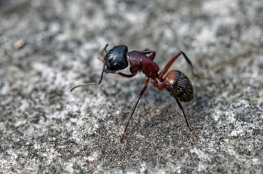 Camponotus ligniperda photo 101