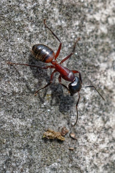 Camponotus ligniperda photo 102