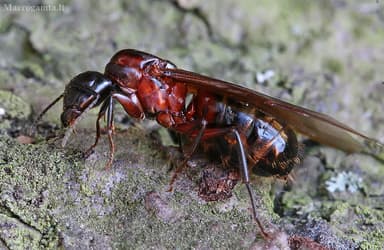 Camponotus ligniperda photo 103