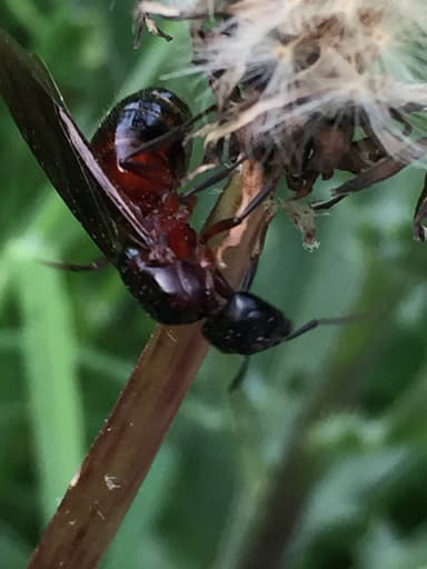 Camponotus ligniperda photo 104