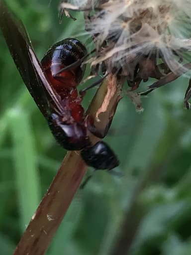 Camponotus ligniperda photo 105