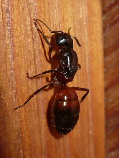 Camponotus ligniperda photo 107