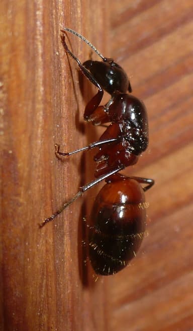 Camponotus ligniperda photo 108