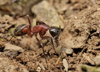 Camponotus ligniperda photo 109