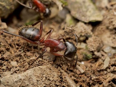 Camponotus ligniperda photo 110