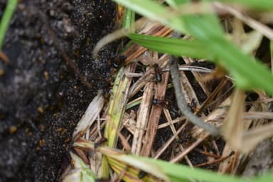 Camponotus ligniperda photo 112