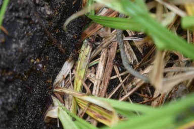 Camponotus ligniperda photo 113