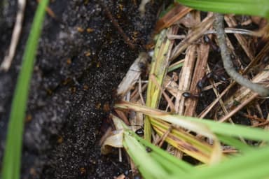 Camponotus ligniperda photo 114