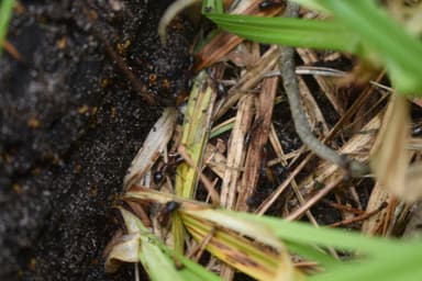 Camponotus ligniperda photo 115