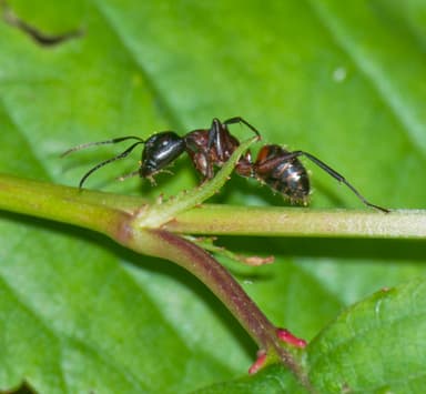 Camponotus ligniperda photo 116