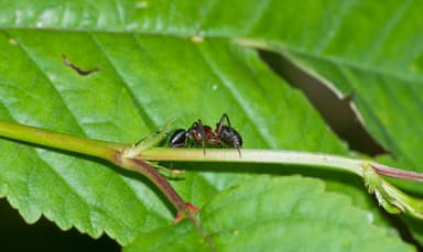 Camponotus ligniperda photo 117