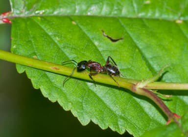 Camponotus ligniperda photo 118