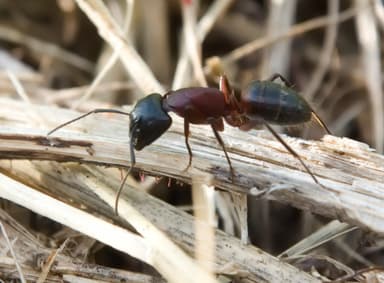 Camponotus ligniperda photo 119