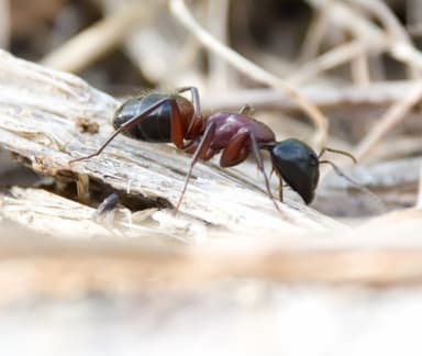 Camponotus ligniperda photo 120
