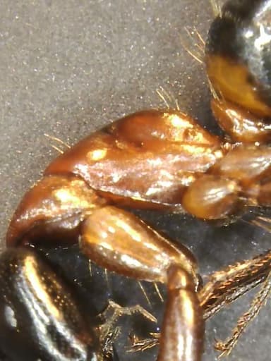 Camponotus ligniperda photo 121
