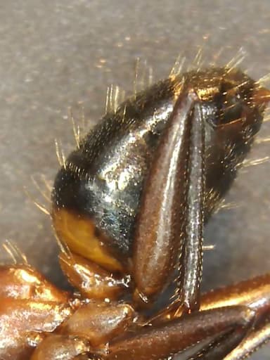 Camponotus ligniperda photo 122