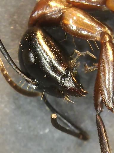 Camponotus ligniperda photo 123