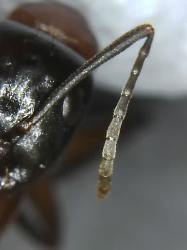 Camponotus ligniperda photo 124