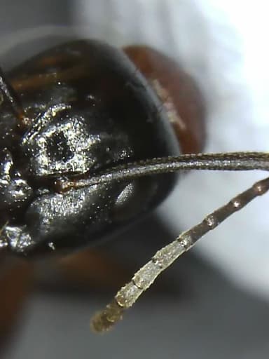 Camponotus ligniperda photo 125