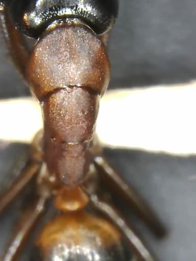 Camponotus ligniperda photo 126