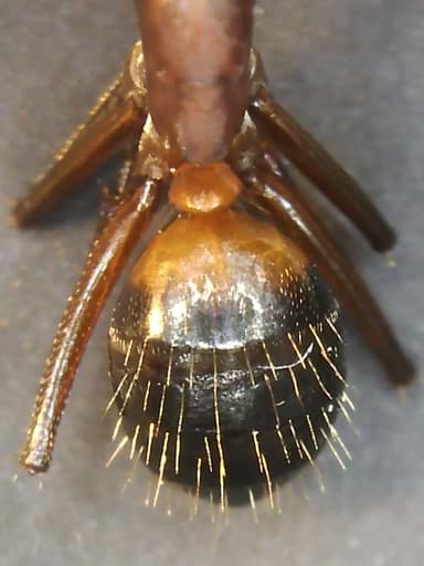 Camponotus ligniperda photo 127