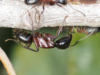 Camponotus ligniperda photo 128